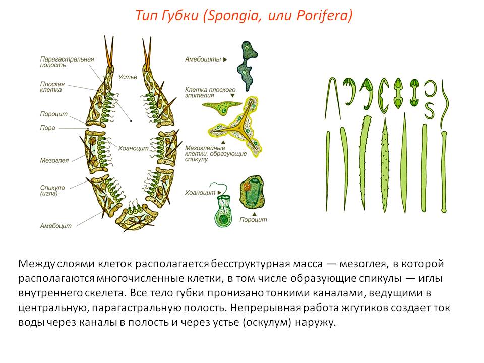 Заказать даркнет